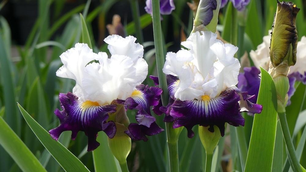 Tall Bearded Iris (Iris 'Fragrance des Sables') in the Irises Database