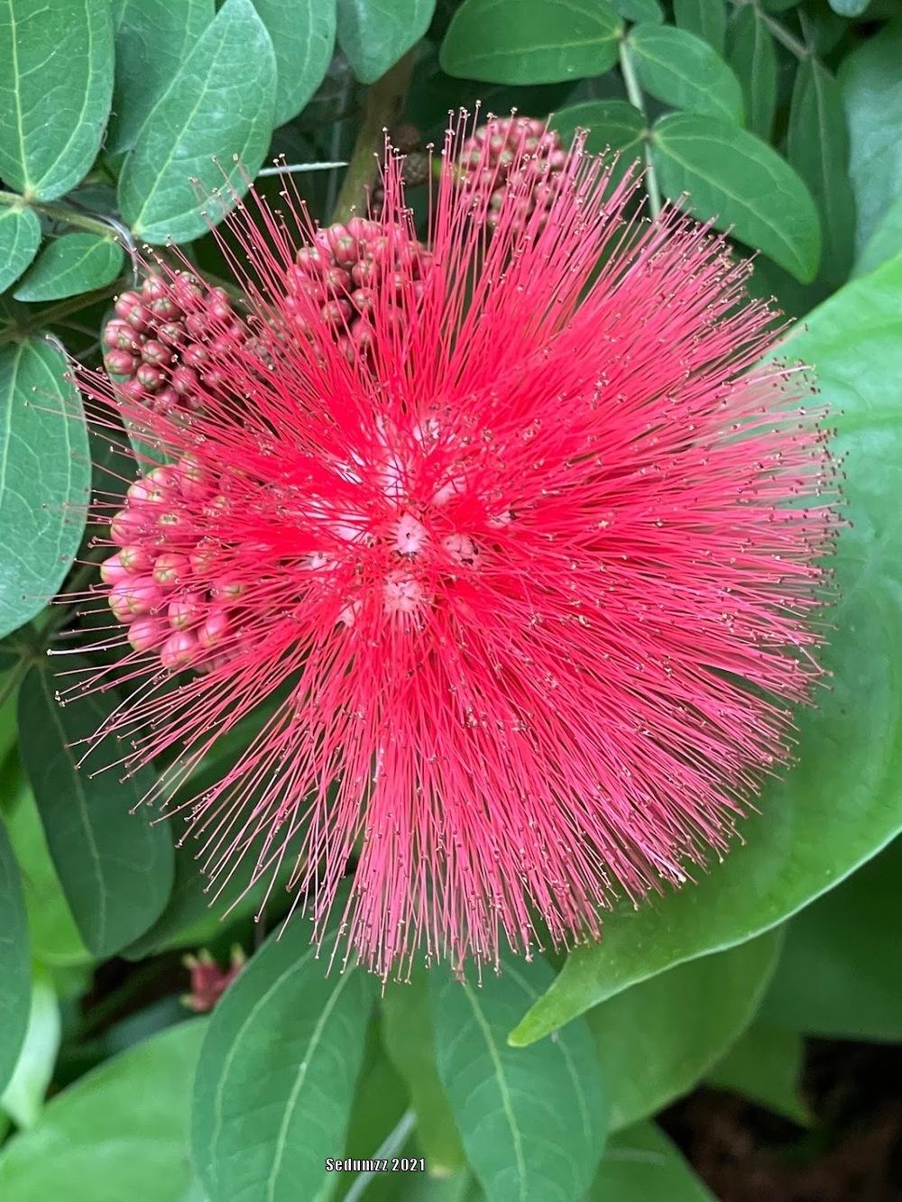 Photo of the bloom of Red Powder Puff (Calliandra haematocephala