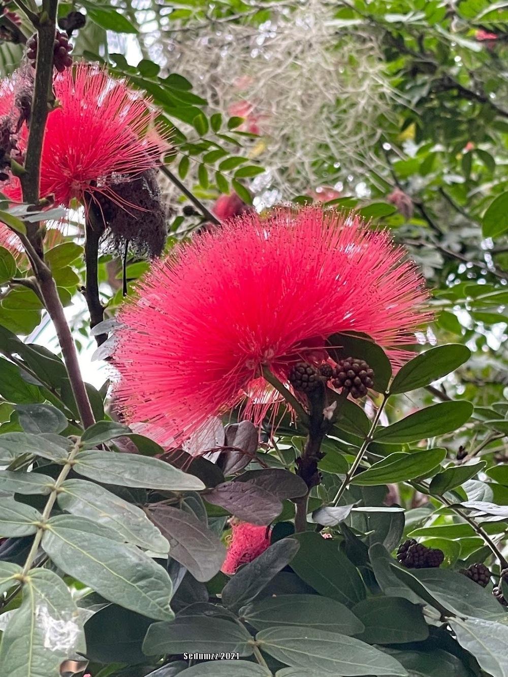 Photo of the bloom of Red Powder Puff (Calliandra haematocephala