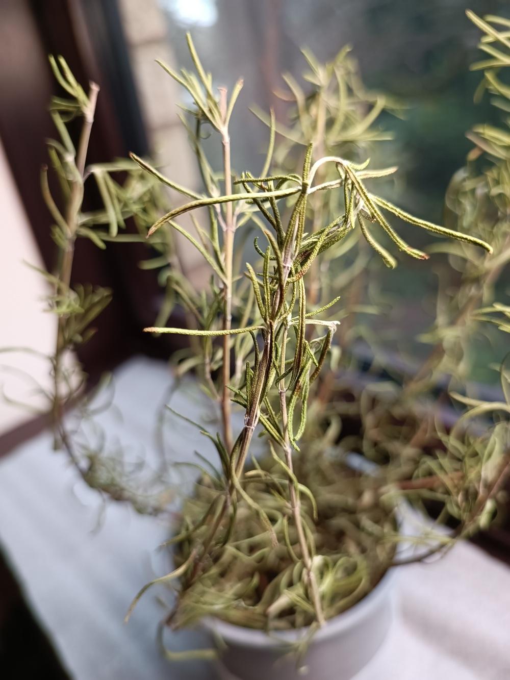 Rosemary pot plant turning brown, help required in the Ask a Question
