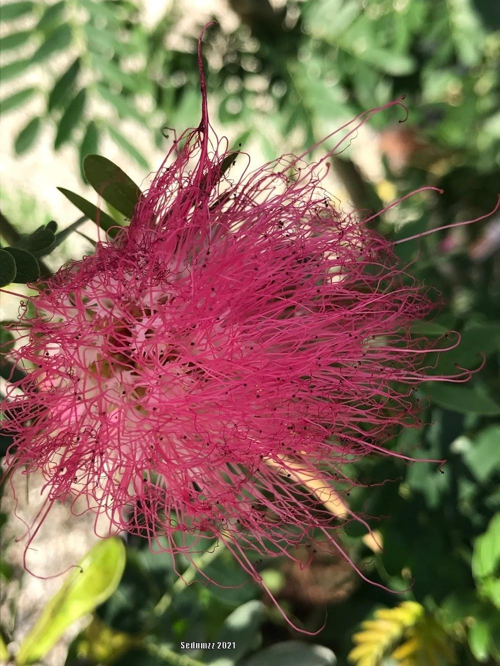 Photo of the bloom of Red Powder Puff (Calliandra haematocephala