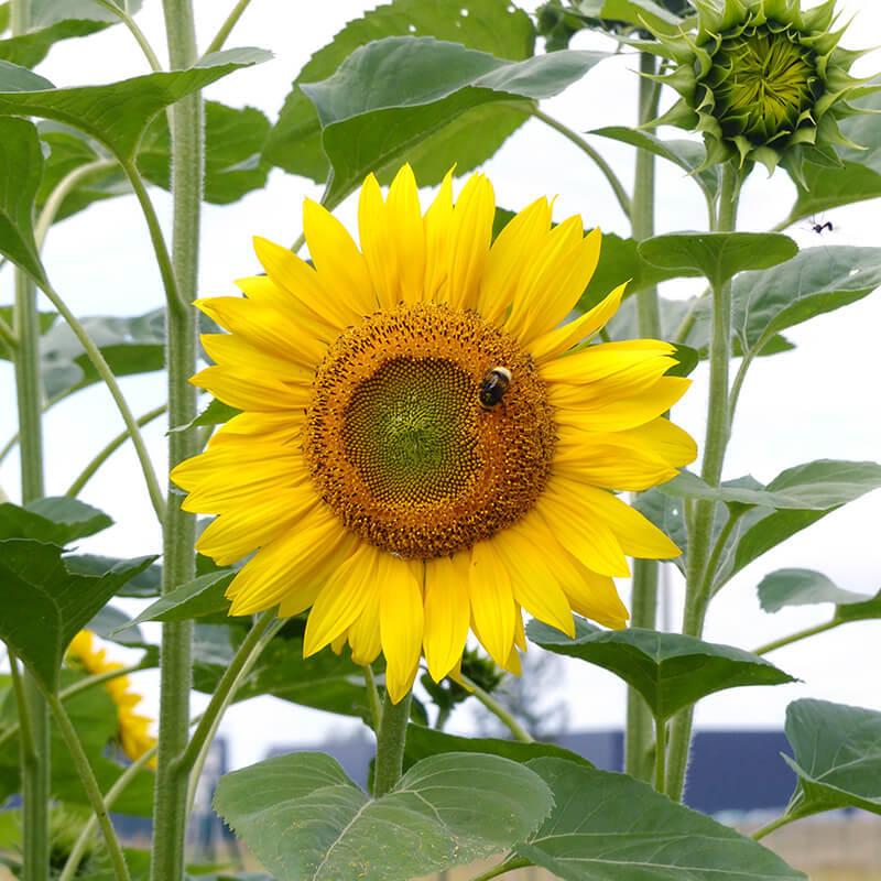 Sunflower (Helianthus annuus 'Peredovik') in the Sunflowers Database