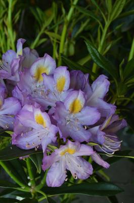 Rhododendron 'Blue Angel' in the Rhododendrons Database - Garden.org