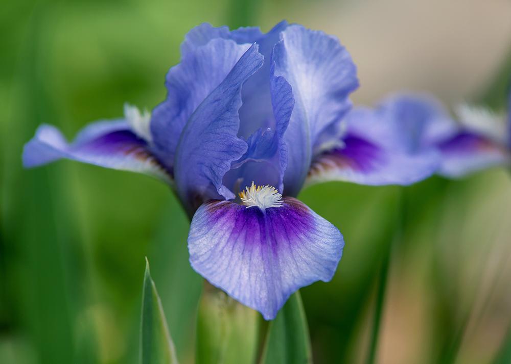 Miniature Dwarf Bearded Iris (Iris 'Sapphire Jubilee') in the Irises ...