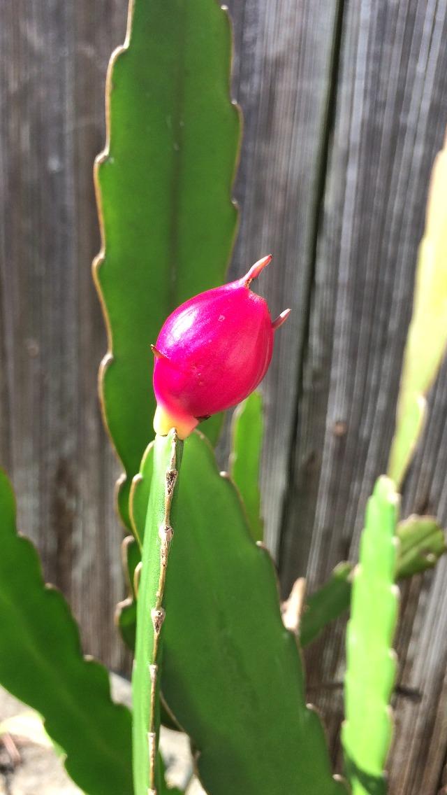 Photo of the fruit of Queen of the Night (Epiphyllum oxypetalum) posted