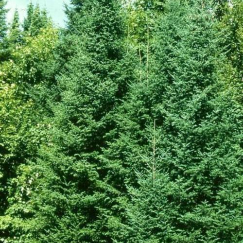 Canaan Fir (Abies balsamea var. phanerolepis)