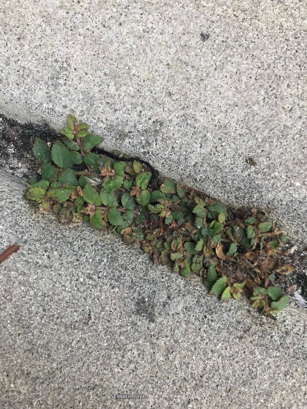 Photo of the entire plant of Florida Hammock Sandmat (Euphorbia