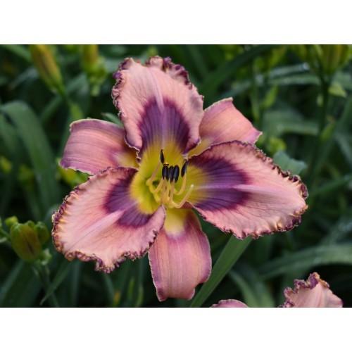 Daylily (Hemerocallis 'Salty Dog Blues') in the Daylilies Database