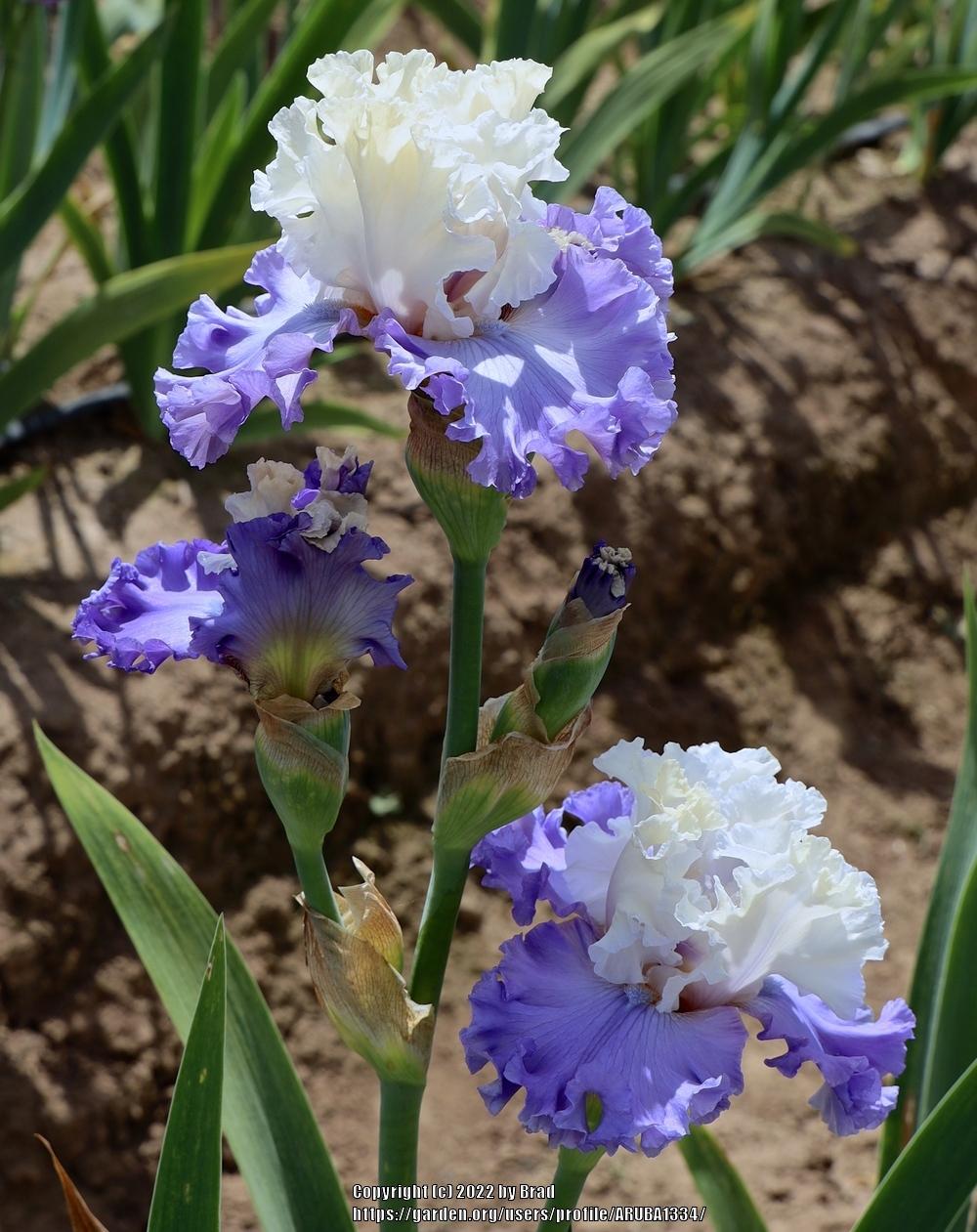 Photo of the bloom of Tall Bearded Iris (Iris 'Chloe with Class