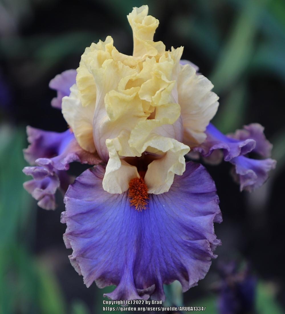 Photo of the bloom of Tall Bearded Iris (Iris 'Magic In Me') posted by