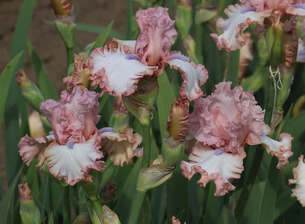 Photo of the bloom of Tall Bearded Iris (Iris 'Eyes of an Angel
