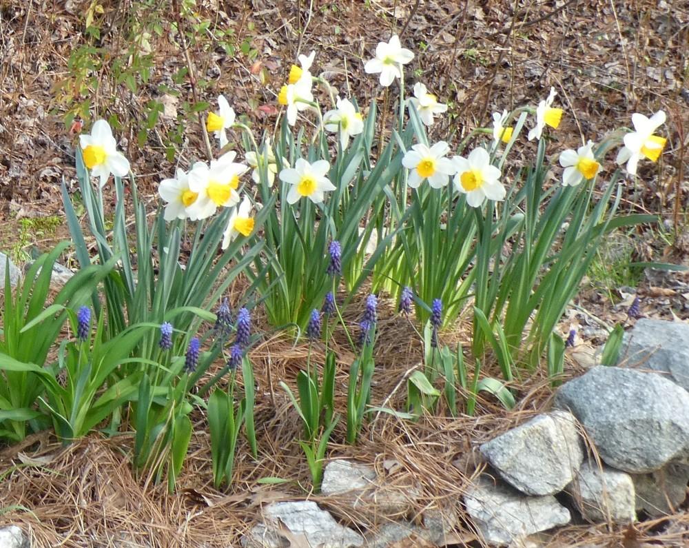 Photo of the entire plant of Large Cupped Daffodil (Narcissus &lsquo;Sempre