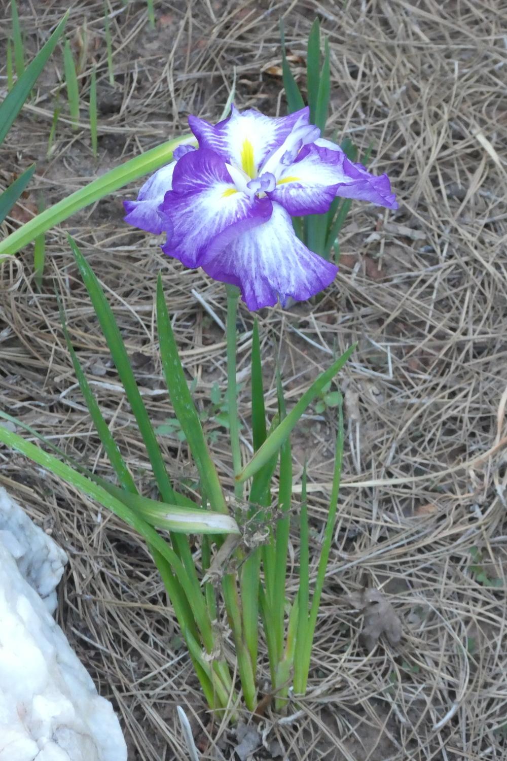 Photo of the entire plant of Japanese Iris (Iris ensata Dinner Plate