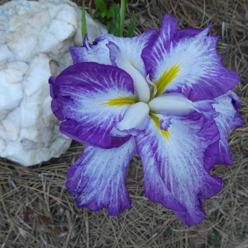 Japanese Iris (Iris ensata Dinner Plate™ Harlequinesque) in the Irises