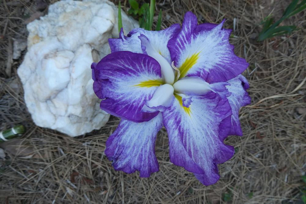 Japanese Iris (Iris ensata Dinner Plate™ Harlequinesque) in the Irises