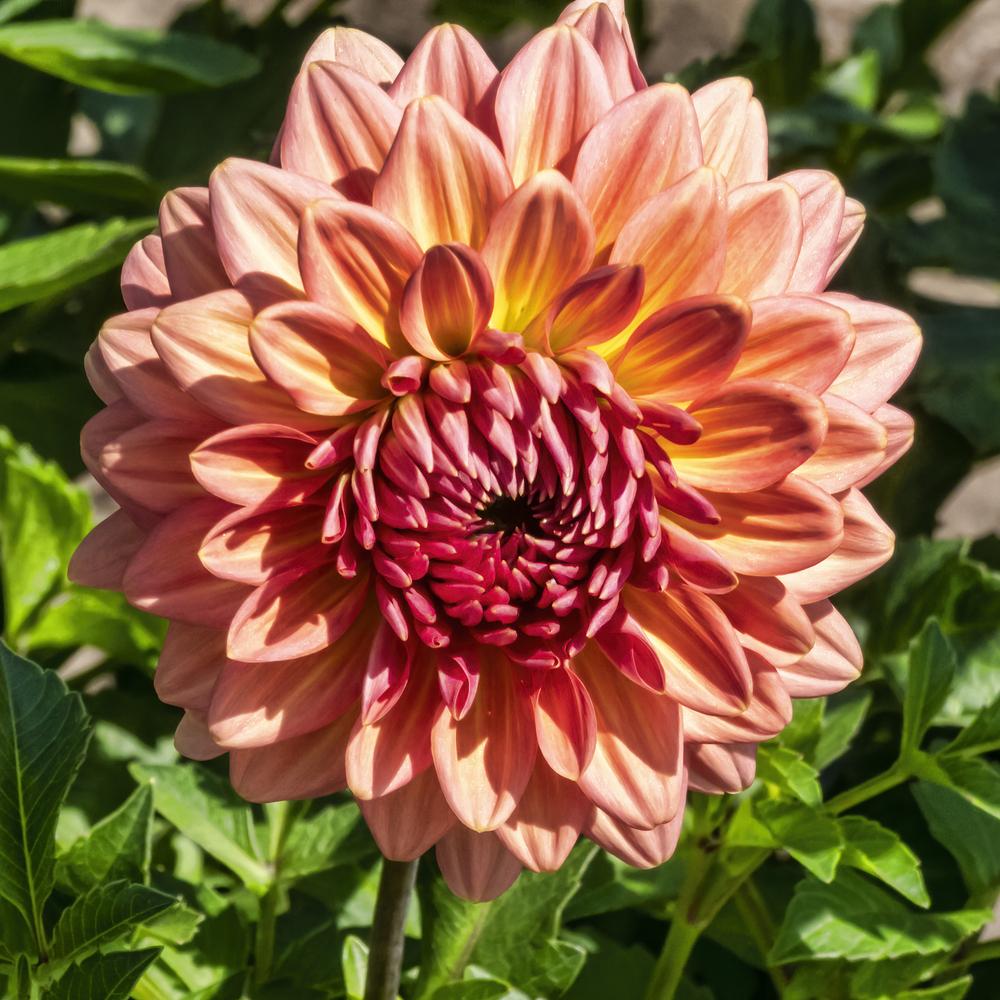 Dahlia 'Cameo Peach' in the Dahlias Database
