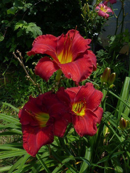 Photo of the bloom of Daylily (Hemerocallis 'Funny Valentine') posted