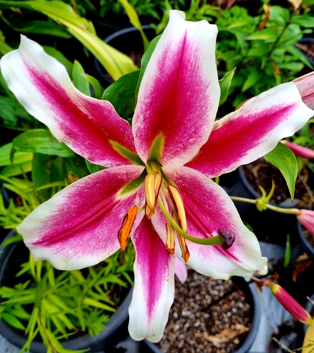 Photo of the bloom of Lily (Lilium 'Candy Club') posted by gwhizz
