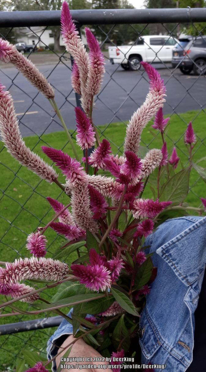 Photo of the bloom of Wheatstraw Celosia (Celosia argentea ‘Cramer’s
