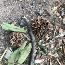 Location: Hiking Trail In Fairfax :-)