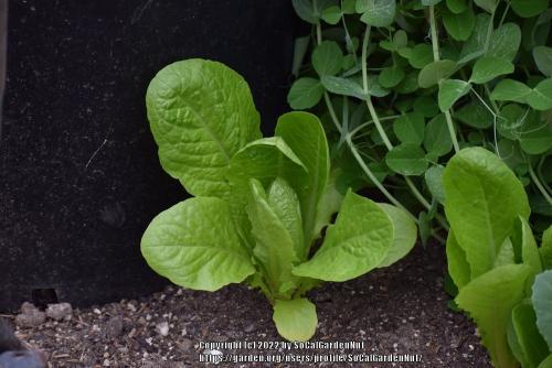 Thumb of 2022-01-13/SoCalGardenNut/9eaf55