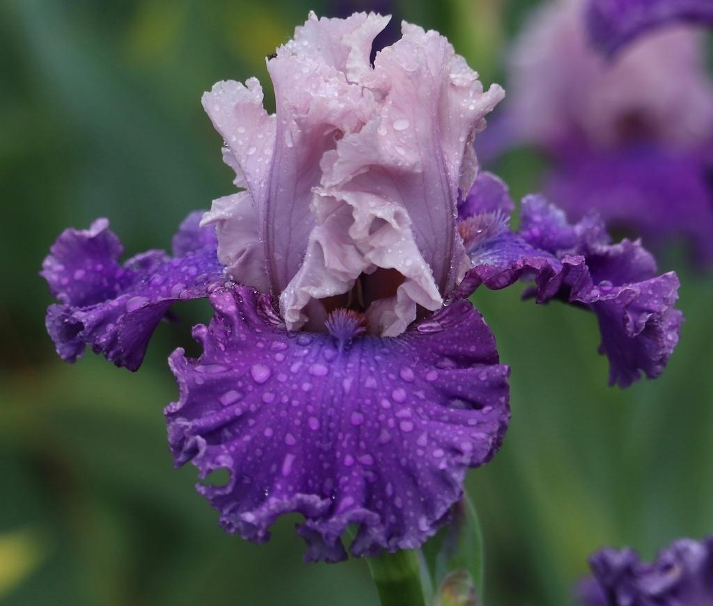 Photo of the bloom of Tall Bearded Iris (Iris 'Stuck on You') posted by