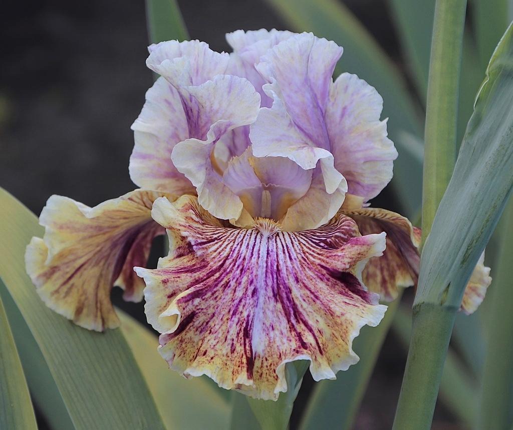 Photo of the bloom of Tall Bearded Iris (Iris 'Zip Zing Zowie') posted