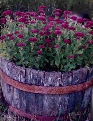 Showy Stonecrop (Hylotelephium spectabile Meteor) - Garden.org