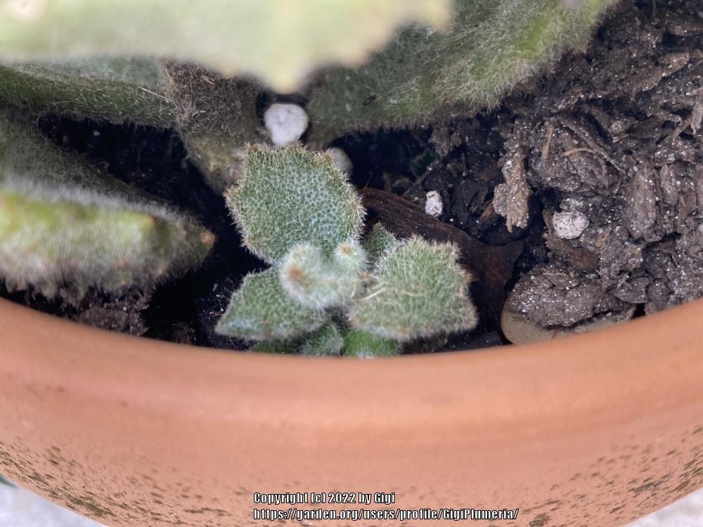 Photo of the seedling or young plant of Felt Plant (Kalanchoe