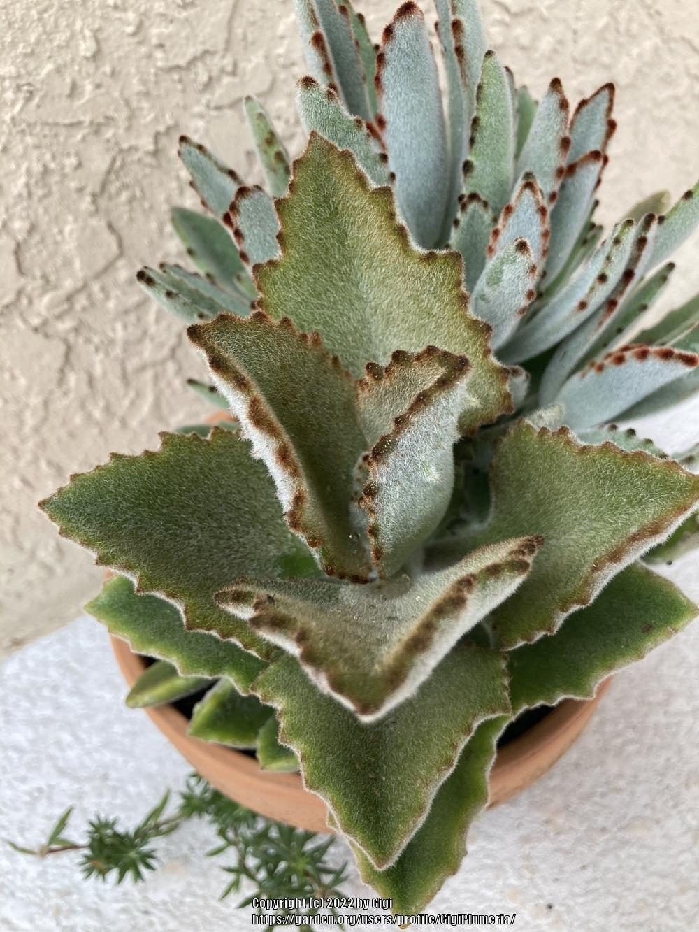 Photo of the entire plant of Felt Plant (Kalanchoe beharensis 'Fang') posted by GigiPlumeria