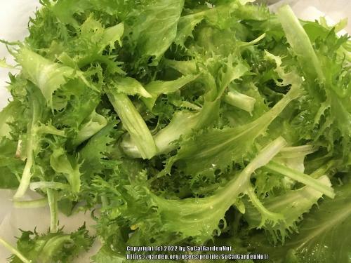 Thumb of 2022-01-20/SoCalGardenNut/1dd312