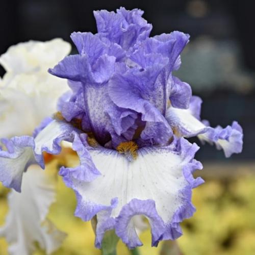 Tall Bearded Iris (Iris 'Raindrops Keep Falling') in the Irises Database