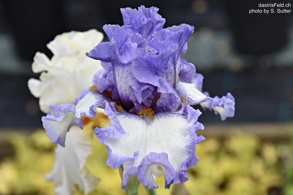 Tall Bearded Iris (Iris 'Raindrops Keep Falling') in the Irises