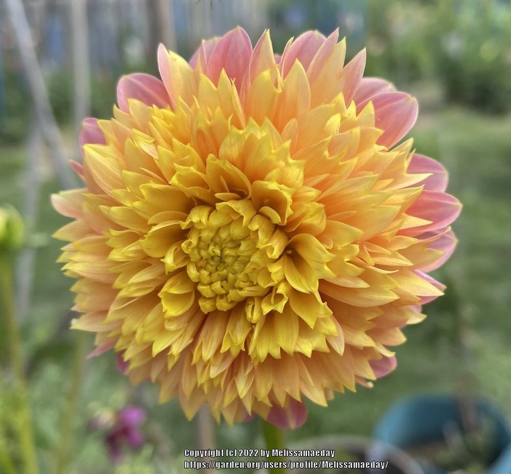 Photo of the bloom of Dahlia &lsquo;Goldie Gull&rsquo; posted by Melissamaeday