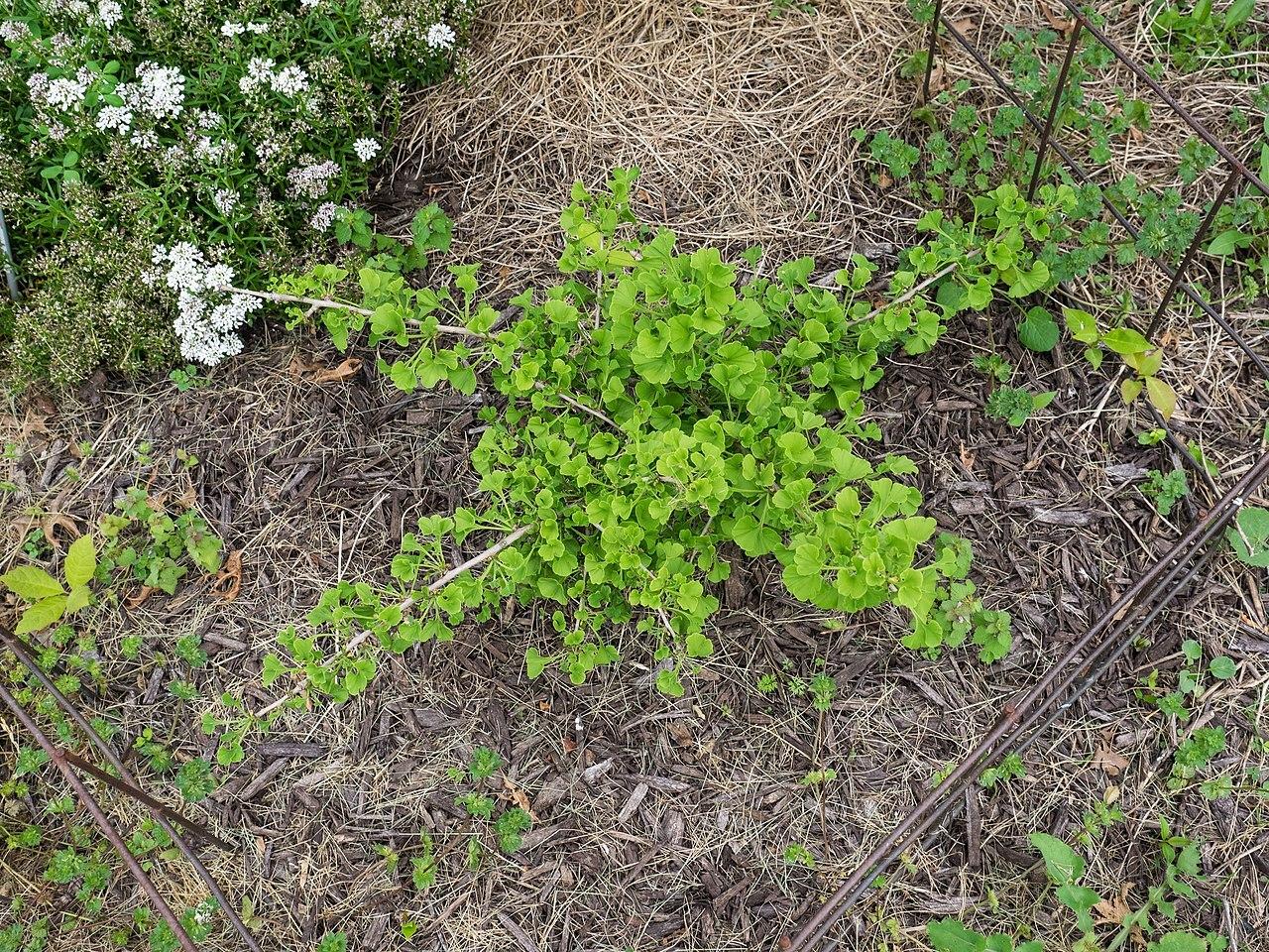 Photo of the entire plant of Witches' Broom (Ginkgo biloba 'Jehoshaphat