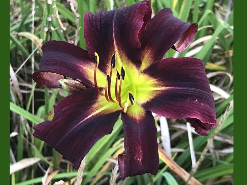 Daylily (Hemerocallis 'Days of Our Cats') in the Daylilies Database