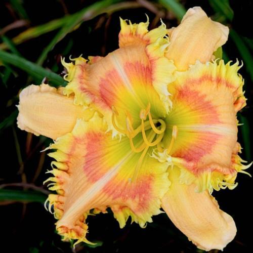 Daylily (Hemerocallis 'Chain Saw') in the Daylilies Database