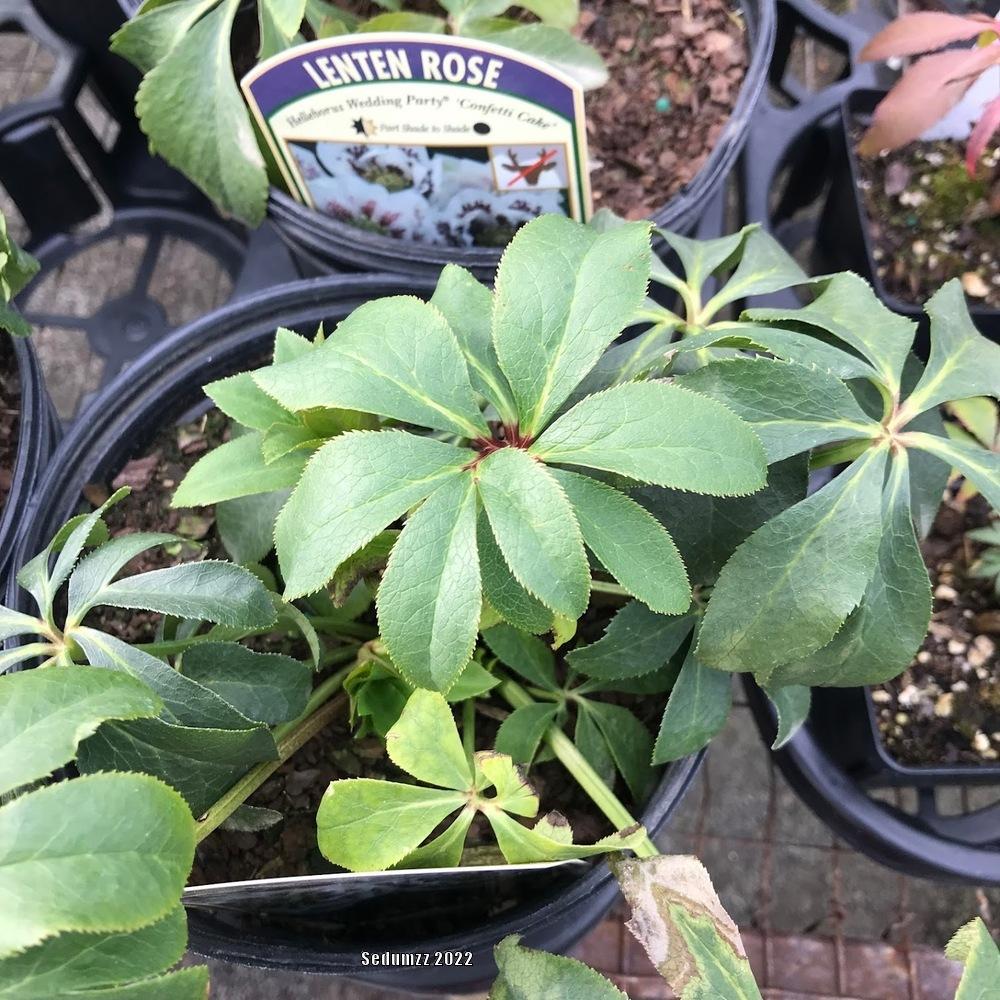Lenten Rose (Helleborus Wedding Party™ Confetti Cake) in the Hellebores