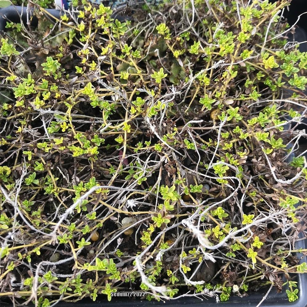 Creeping Thyme (Thymus serpyllum 'Albus') in the Thymes Database