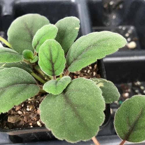 Lace Flower (Alsobia dianthiflora)