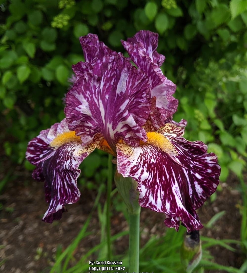 Tall Bearded Iris (Iris 'Silver Streak') in the Irises Database