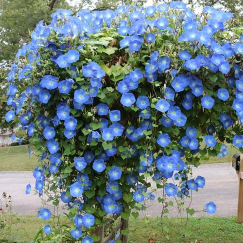Morning Glory (Ipomoea tricolor 'Clarke's Heavenly Blue') in the