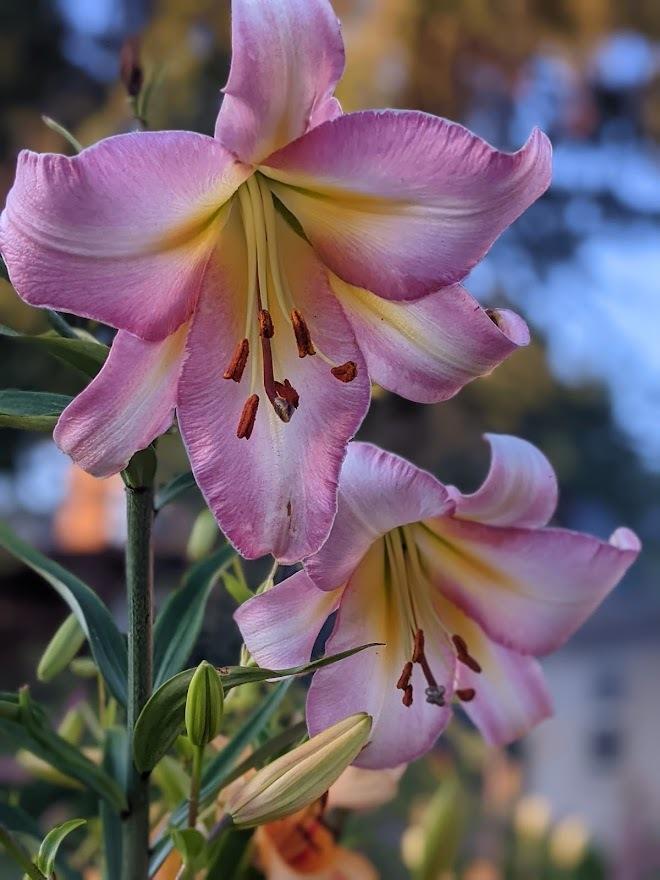 Photo of the bloom of Lily (Lilium 'Eastern Moon') posted by Joy