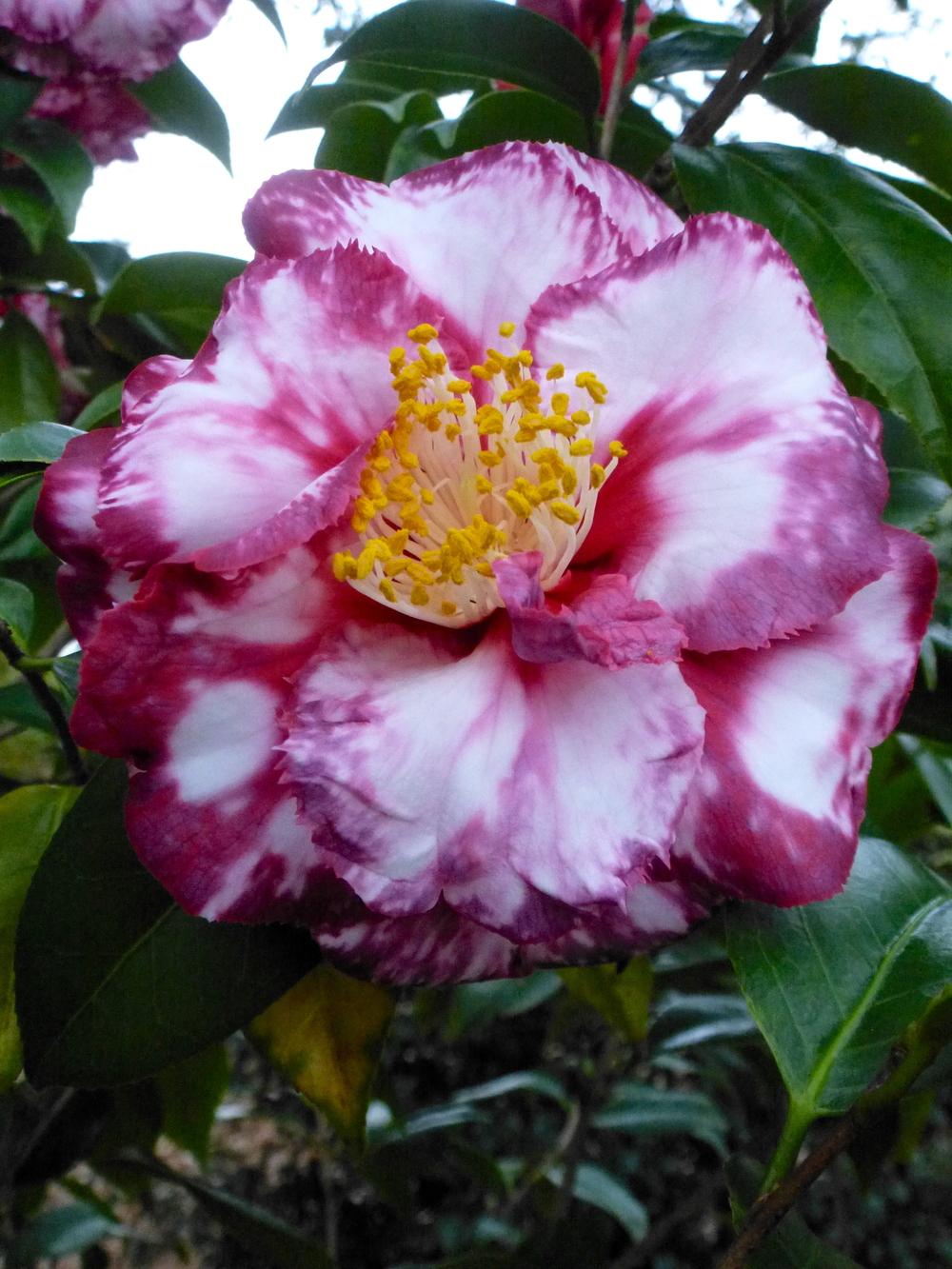 Photo of the bloom of Japanese Camellia (Camellia japonica 'Ville de