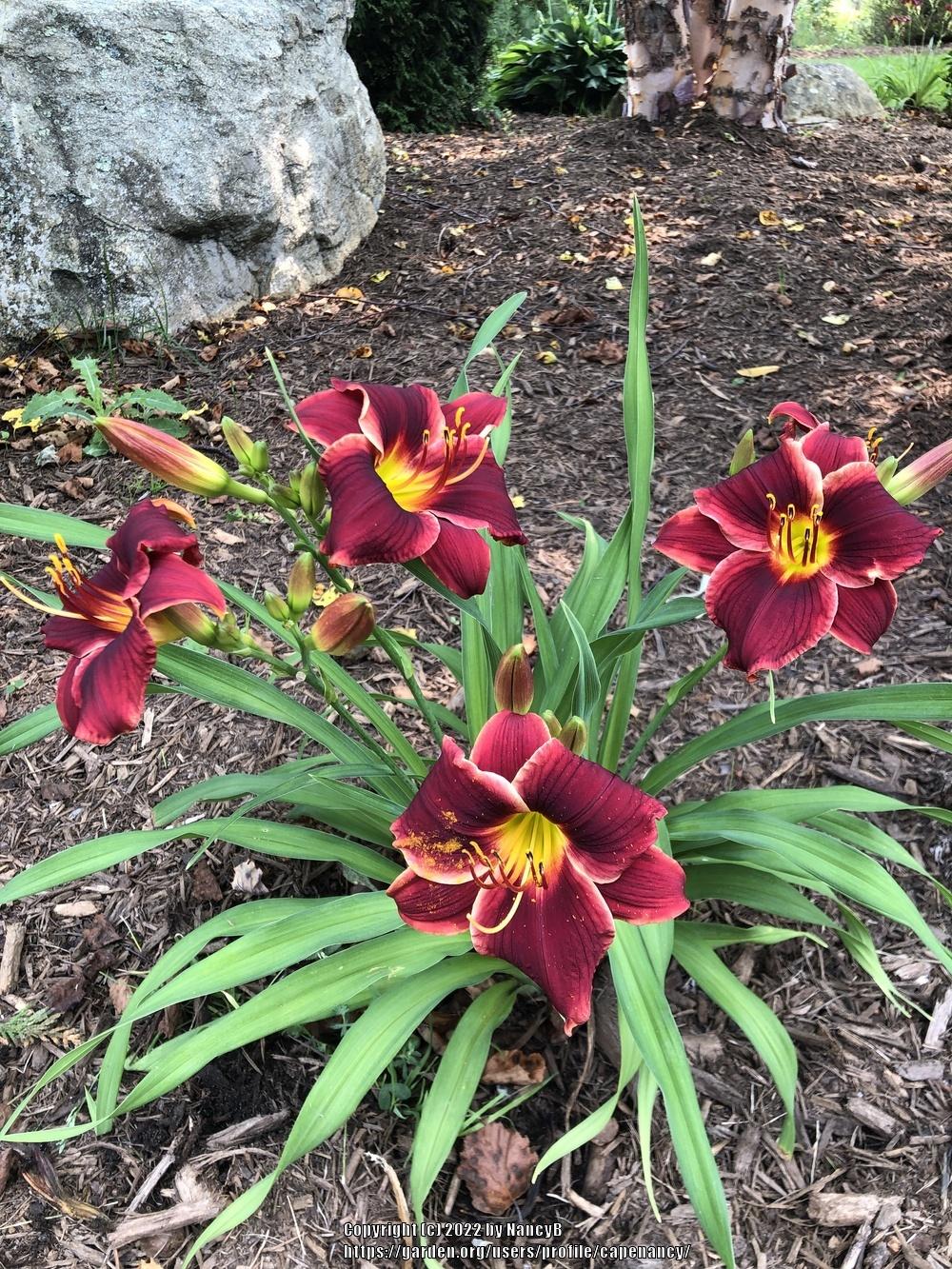 Photo of the entire plant of Daylily (Hemerocallis 'Pocket Change