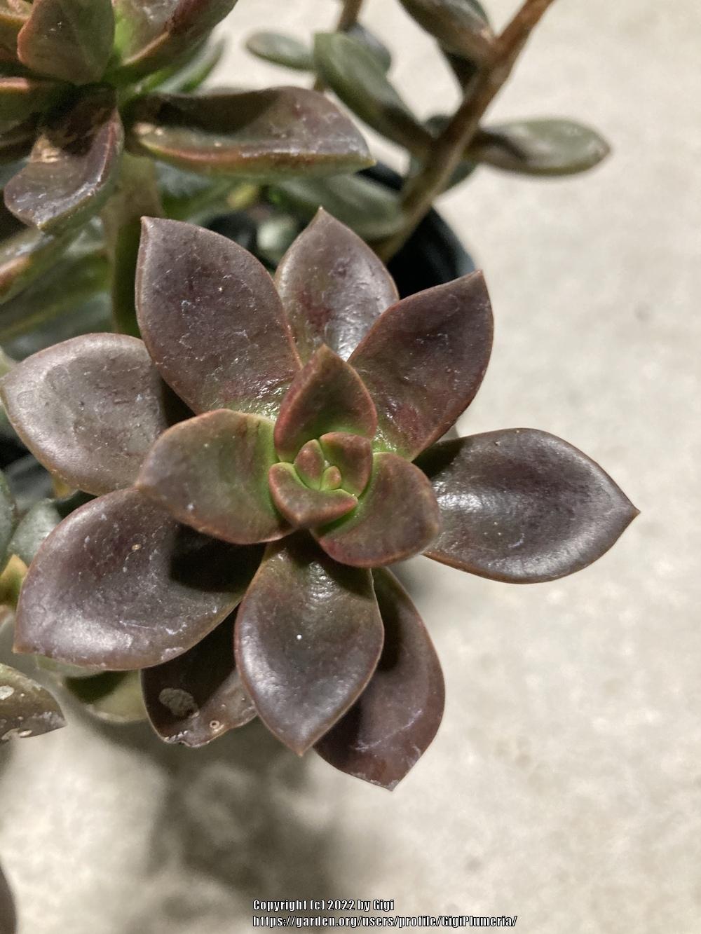 Photo of the leaves of Echeveria 'Licorice' posted by GigiPlumeria