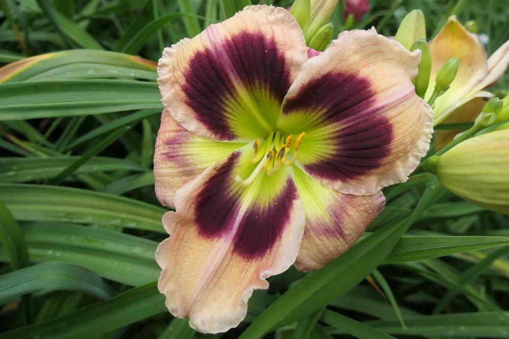 Daylily (Hemerocallis 'High Definition') in the Daylilies Database