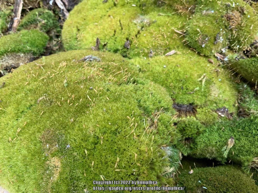 Pincushion Moss (Leucobryum glaucum)