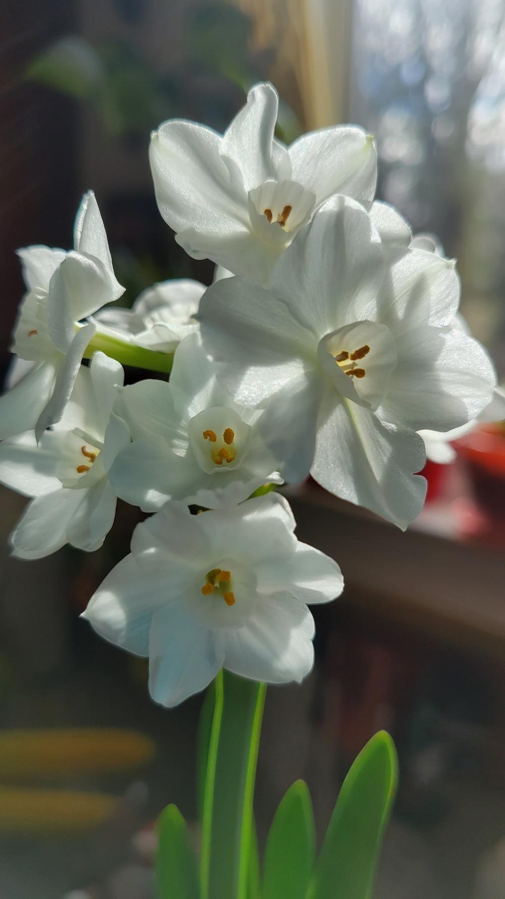 Pee smell! in the Houseplants forum