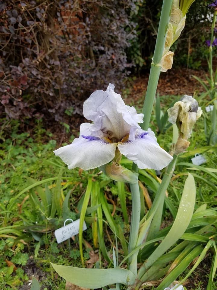 Photo of the bloom of Tall Bearded Iris (Iris 'Iron Eagle') posted by